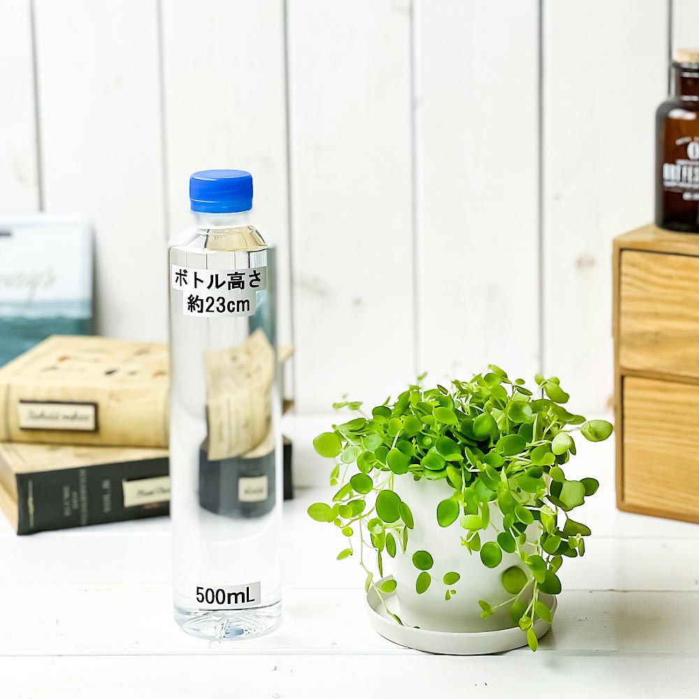 PLANCHU 観葉植物 ペペロミア ジェミニ 3.5号鉢 3鉢セット 受け皿付き 育て方説明書付き Peperomia ‘Gemini’