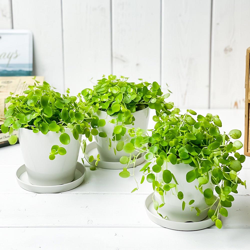 PLANCHU 観葉植物 ペペロミア ジェミニ 3.5号鉢 3鉢セット 受け皿付き 育て方説明書付き Peperomia ‘Gemini’