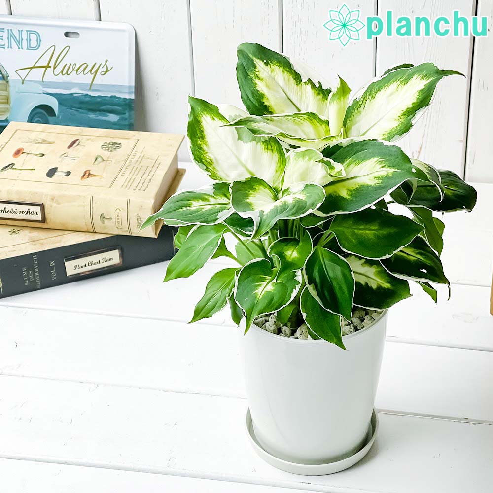 PLANCHU 観葉植物 ディフェンバキア クールビューティー 4号鉢 受け皿付き 育て方説明書付き PVP Dieffenbachia ‘Cool Beauty’ アロイド