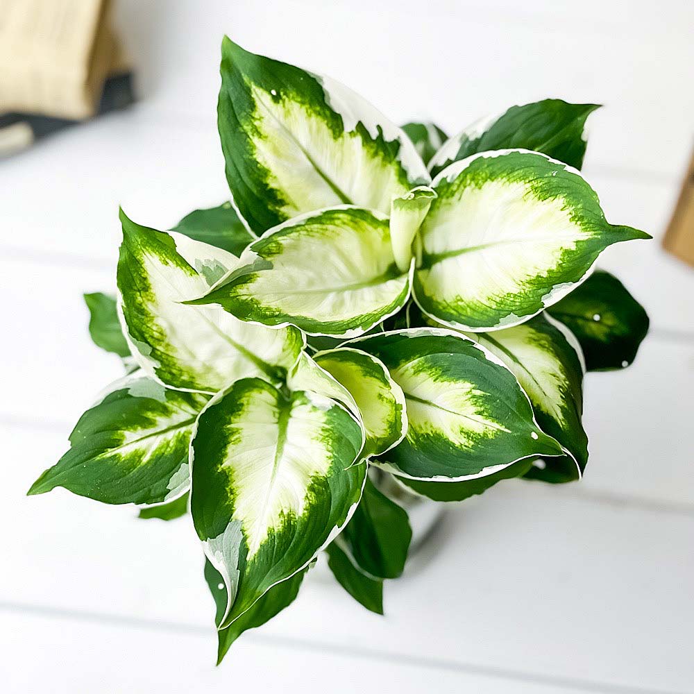PLANCHU 観葉植物 ディフェンバキア クールビューティー 4号鉢 受け皿付き 育て方説明書付き PVP Dieffenbachia ‘Cool Beauty’ アロイド