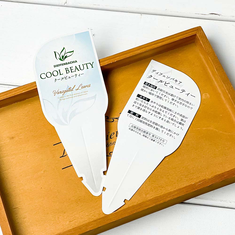 PLANCHU 観葉植物 ディフェンバキア クールビューティー 4号鉢 受け皿付き 育て方説明書付き PVP Dieffenbachia ‘Cool Beauty’ アロイド
