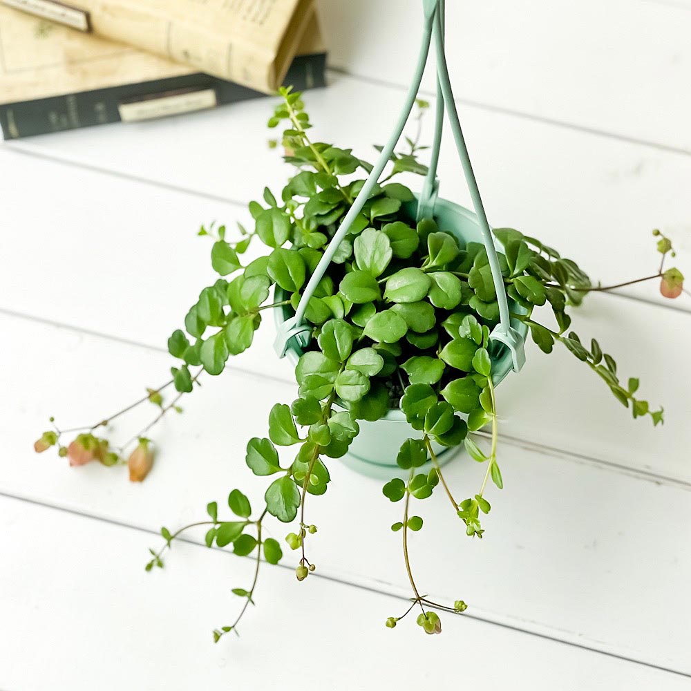 PLANCHU 多肉植物 カランコエ フィフィ 3.5号吊り鉢 受け皿付き 育て方説明書付き Kalanchoe uniflora ‘phi phi’ 観葉植物