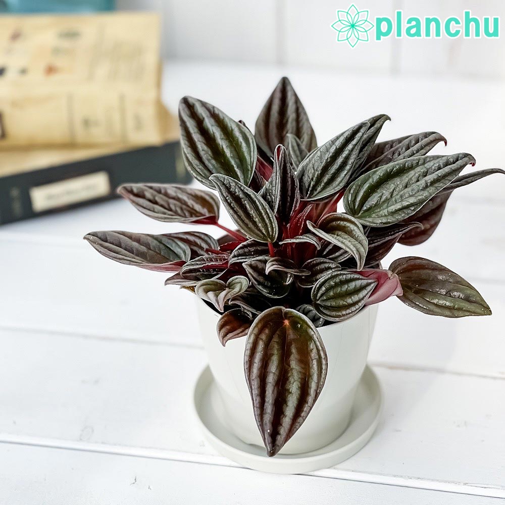 PLANCHU 観葉植物 ペペロミア カペラータ 銀河 3.5号鉢 受け皿付き 育て方説明書付き Peperomia caperata ‘Ginga’