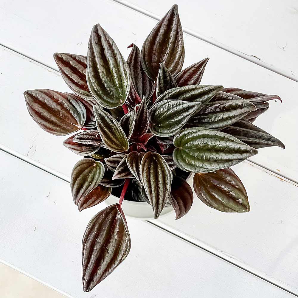 PLANCHU 観葉植物 ペペロミア カペラータ 銀河 3.5号鉢 受け皿付き 育て方説明書付き Peperomia caperata ‘Ginga’