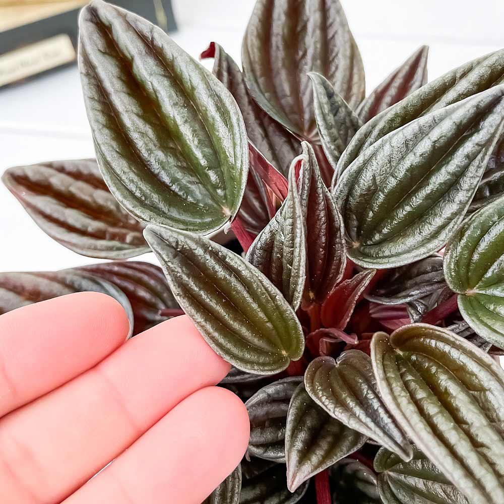 PLANCHU 観葉植物 ペペロミア カペラータ 銀河 3.5号鉢 受け皿付き 育て方説明書付き Peperomia caperata ‘Ginga’