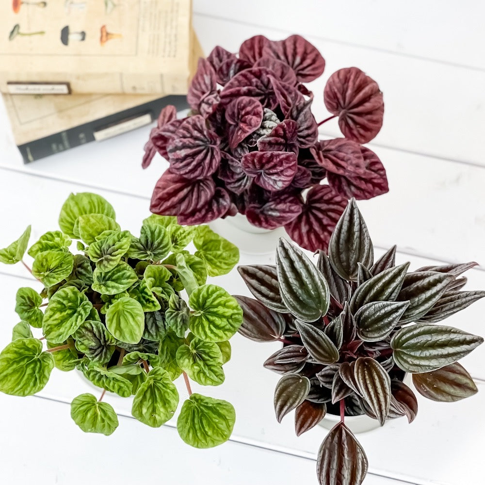 PLANCHU 観葉植物 ペペロミア 3種セット バーガンディリップル & グリーンリップル & 銀河 3.5号鉢 受け皿付き 育て方説明書付き