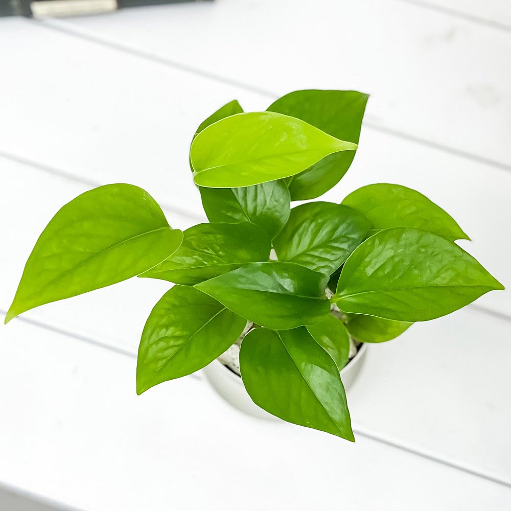 PLANCHU 観葉植物 ポトス パーフェクトグリーン 3.5号鉢 3鉢セット 受け皿付き 育て方説明書付き Epipremnum aureum ‘Perfect Green’ エピプレムナム アロイド