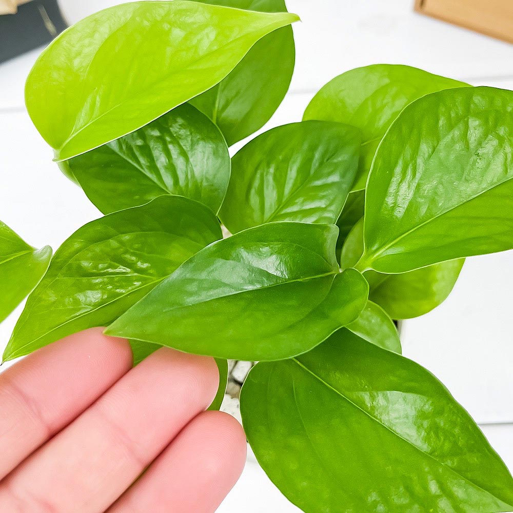 PLANCHU 観葉植物 ポトス パーフェクトグリーン 3.5号鉢 3鉢セット 受け皿付き 育て方説明書付き Epipremnum aureum ‘Perfect Green’ エピプレムナム アロイド