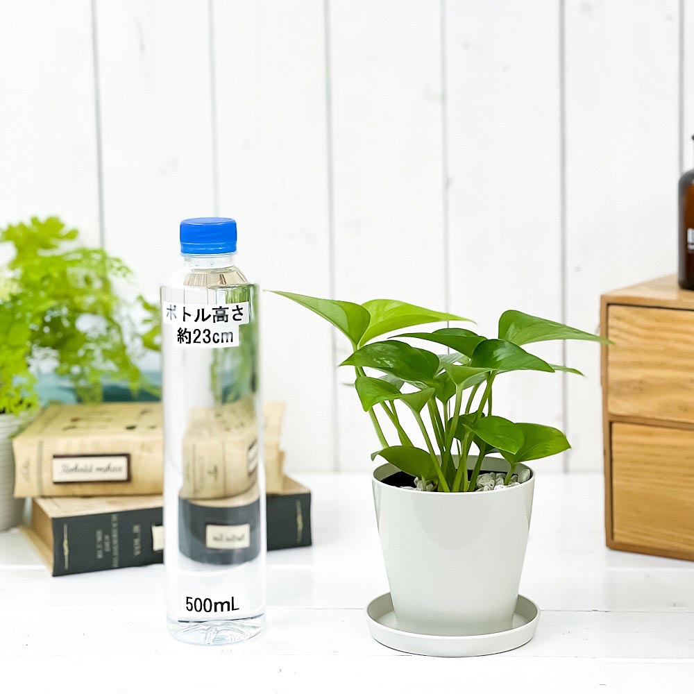 PLANCHU 観葉植物 ポトス パーフェクトグリーン 3.5号鉢 3鉢セット 受け皿付き 育て方説明書付き Epipremnum aureum ‘Perfect Green’ エピプレムナム アロイド