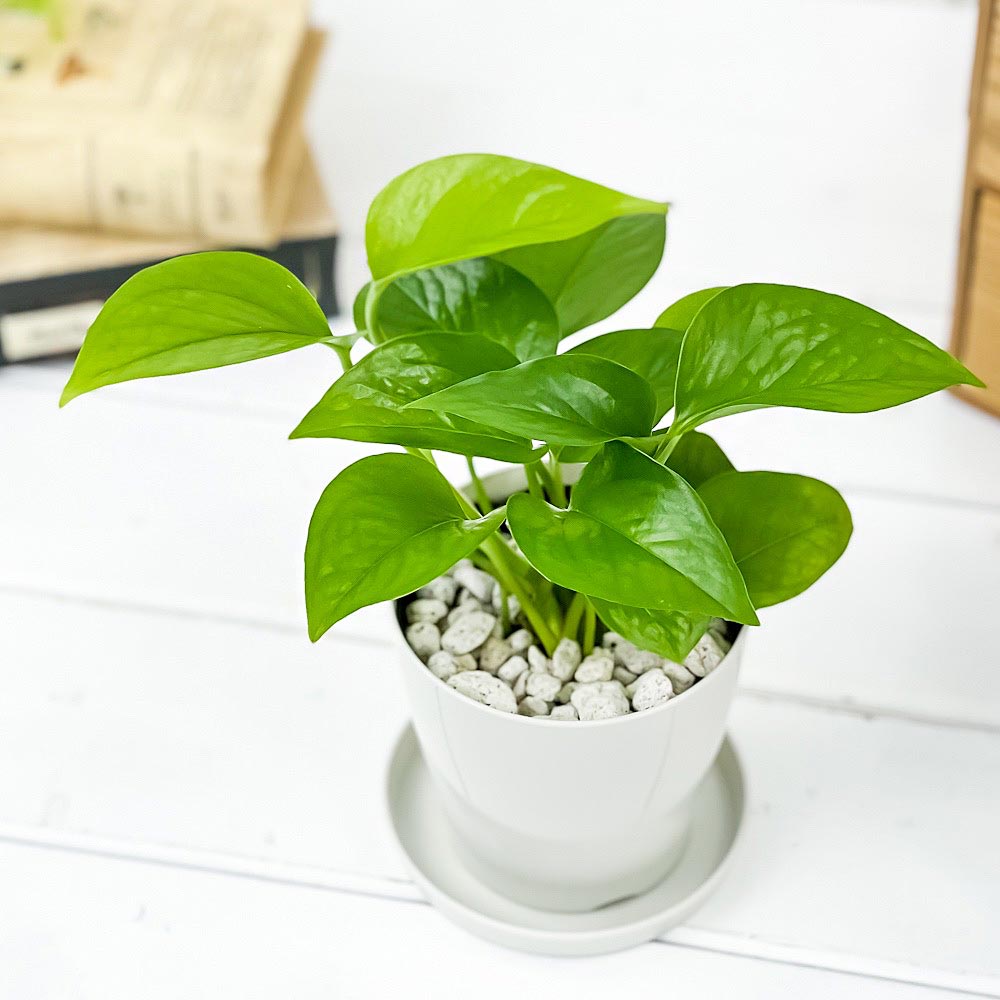 PLANCHU 観葉植物 ポトス パーフェクトグリーン 3.5号鉢 3鉢セット 受け皿付き 育て方説明書付き Epipremnum aureum ‘Perfect Green’ エピプレムナム アロイド