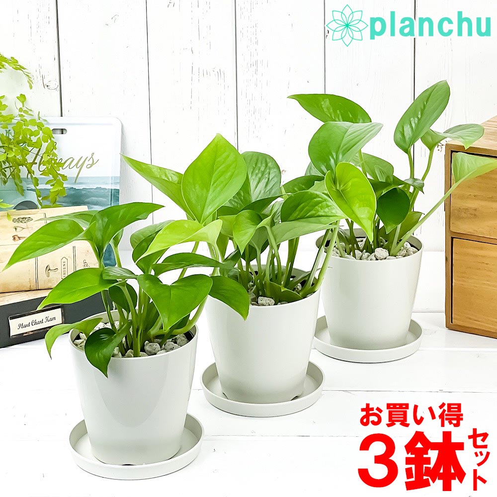 PLANCHU 観葉植物 ポトス パーフェクトグリーン 3.5号鉢 3鉢セット 受け皿付き 育て方説明書付き Epipremnum aureum ‘Perfect Green’ エピプレムナム アロイド