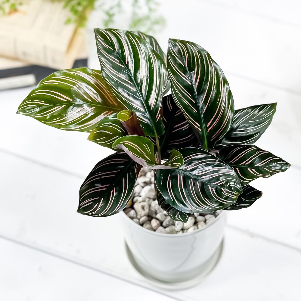 PLANCHU 観葉植物 カラテア サンデリアーナ 4号鉢 受け皿付き 育て方説明書付き Calathea ornata ‘Sabderiana’