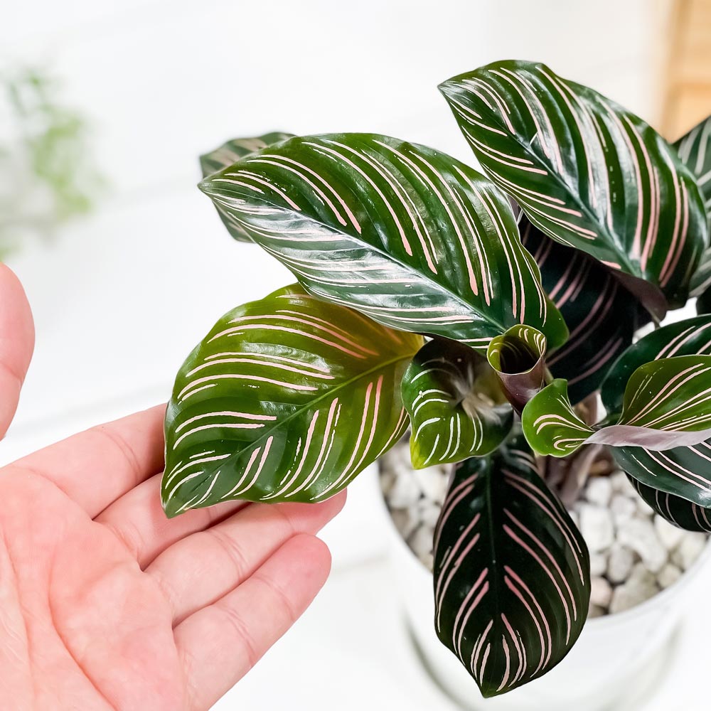 PLANCHU 観葉植物 カラテア サンデリアーナ 4号鉢 受け皿付き 育て方説明書付き Calathea ornata ‘Sabderiana’