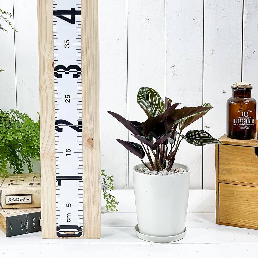 PLANCHU 観葉植物 カラテア サンデリアーナ 4号鉢 受け皿付き 育て方説明書付き Calathea ornata ‘Sabderiana’