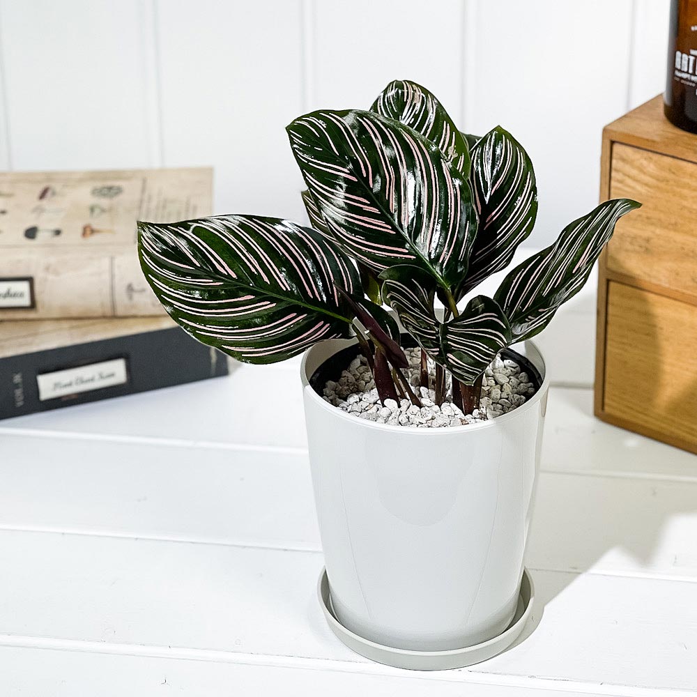 PLANCHU 観葉植物 カラテア サンデリアーナ 4号鉢 受け皿付き 育て方説明書付き Calathea ornata ‘Sabderiana’