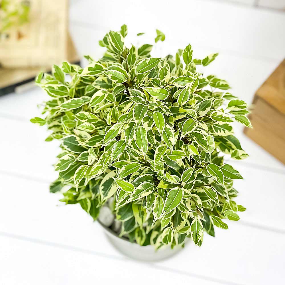 PLANCHU 観葉植物 フィカス ベンジャミン ラブリー 6号鉢 受け皿付き 育て方説明書付き Ficus benjamina ‘Lovely’ 幸運を呼ぶ木