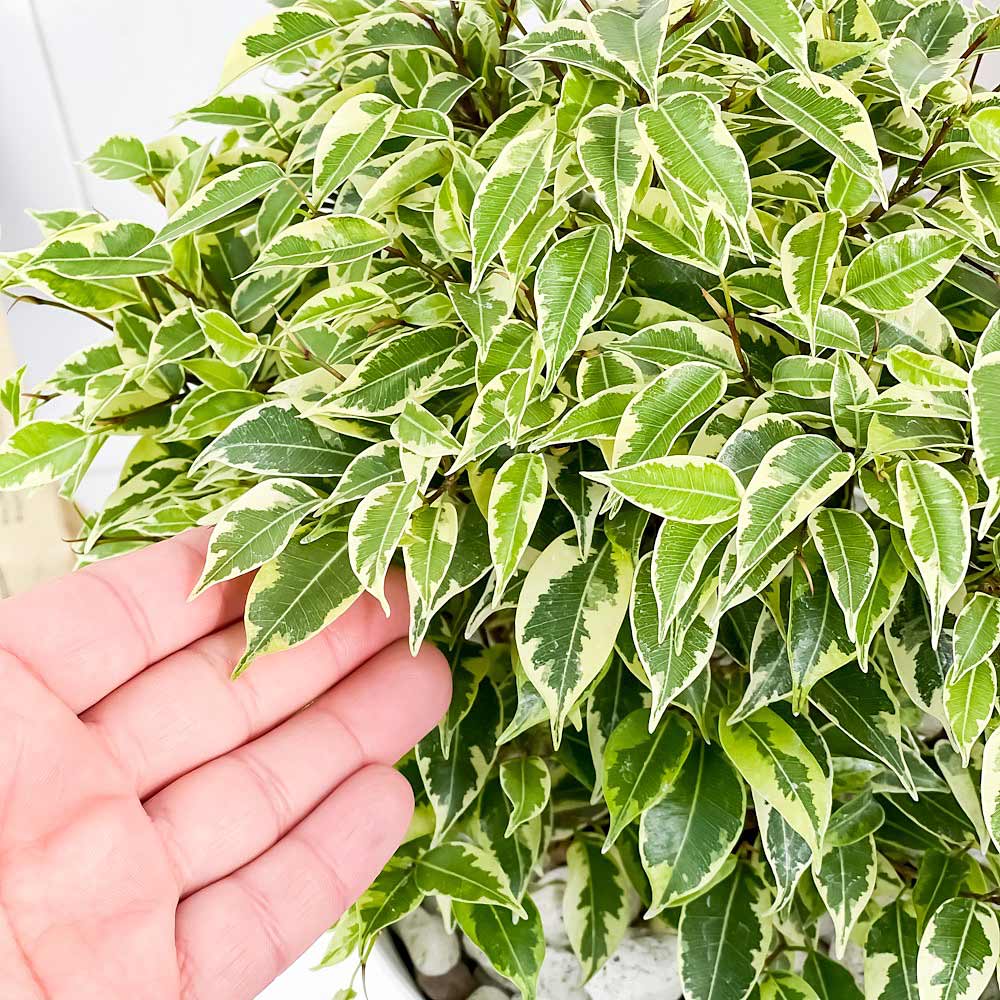 PLANCHU 観葉植物 フィカス ベンジャミン ラブリー 6号鉢 受け皿付き 育て方説明書付き Ficus benjamina ‘Lovely’ 幸運を呼ぶ木
