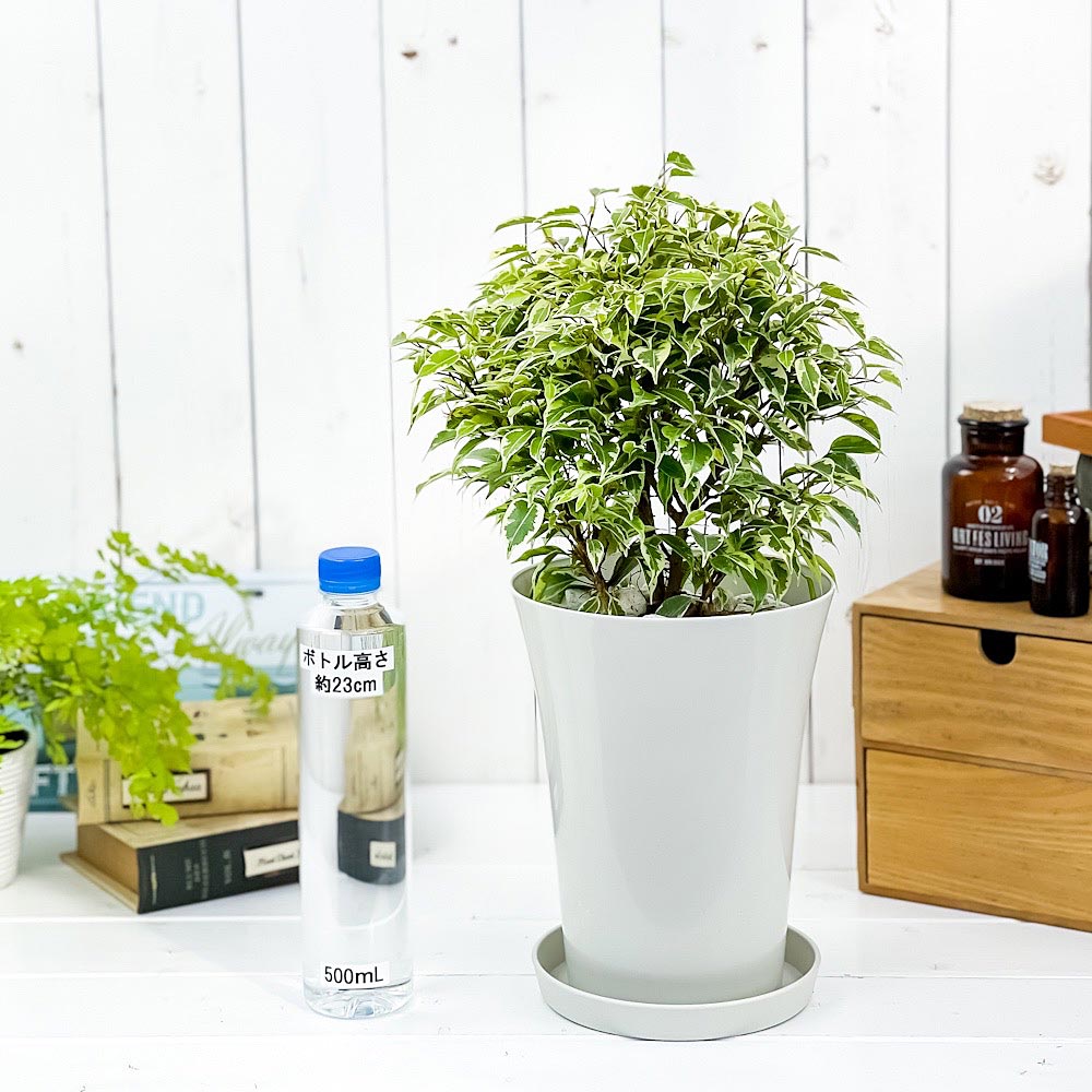PLANCHU 観葉植物 フィカス ベンジャミン ラブリー 6号鉢 受け皿付き 育て方説明書付き Ficus benjamina ‘Lovely’ 幸運を呼ぶ木