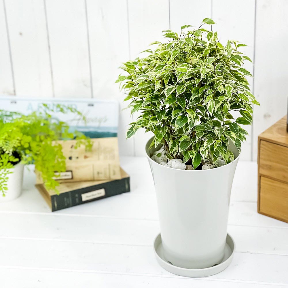 PLANCHU 観葉植物 フィカス ベンジャミン ラブリー 6号鉢 受け皿付き 育て方説明書付き Ficus benjamina ‘Lovely’ 幸運を呼ぶ木