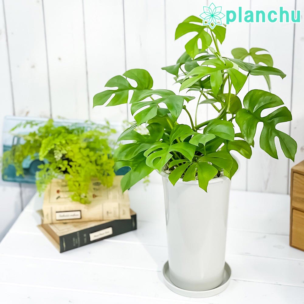 PLANCHU 観葉植物 ヒメモンステラ 5号ロング鉢 受け皿付き 育て方説明書付き Rhaphidophora tetrasperma ラフィドフォラ モンステラ アロイド