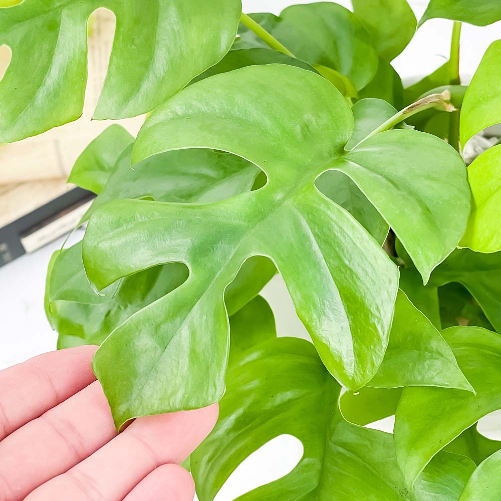 PLANCHU 観葉植物 ヒメモンステラ 5号ロング鉢 受け皿付き 育て方説明書付き Rhaphidophora tetrasperma ラフィドフォラ モンステラ アロイド