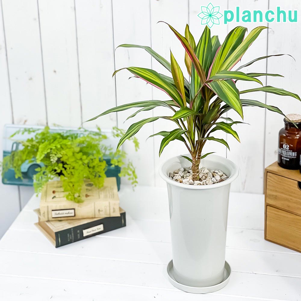 PLANCHU 観葉植物 コルディリネ キウイ 5号ロング鉢 受け皿付き 育て方