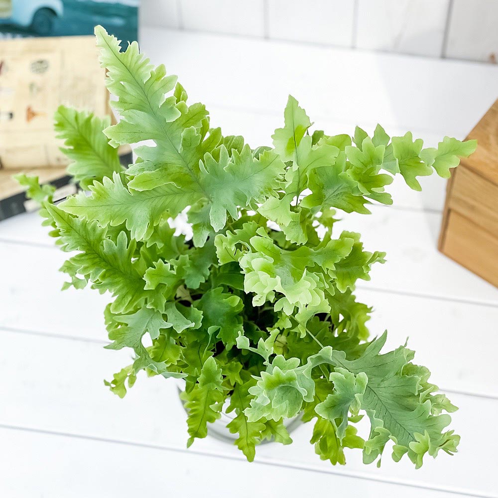 PLANCHU 観葉植物 フレボディウム ダバナ 5号鉢 受け皿付き 育て方説明書付き Phlebodium aureum cv. シダ植物