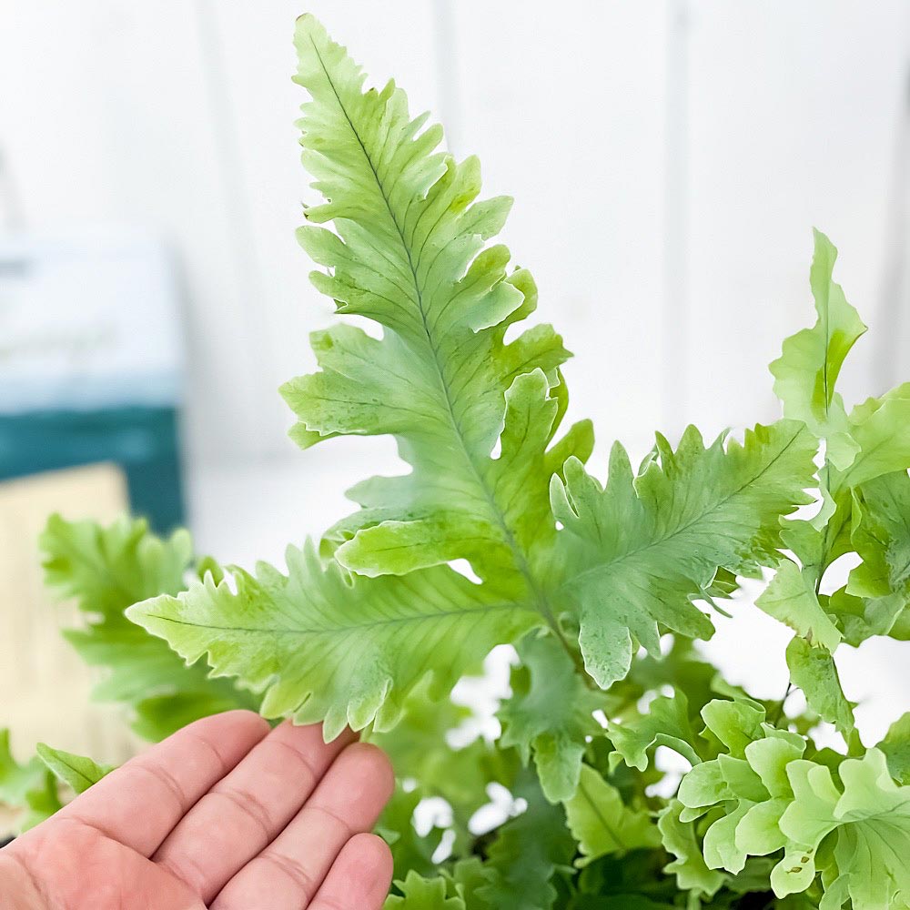 PLANCHU 観葉植物 フレボディウム ダバナ 5号鉢 受け皿付き 育て方説明書付き Phlebodium aureum cv. シダ植物