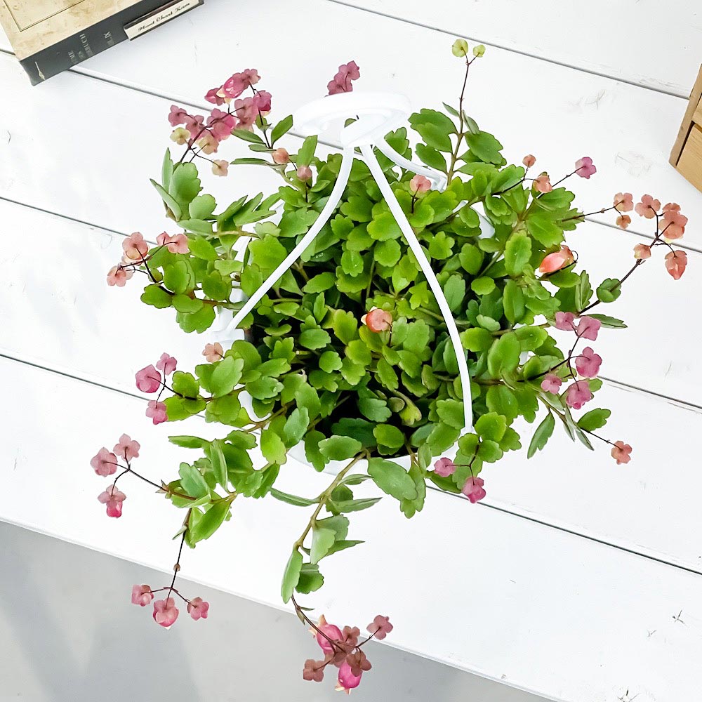 PLANCHU 多肉植物 カランコエ エンゼルランプ 5号吊り鉢 受け皿付き 育て方説明書付き Kalanchoe uniflora cv. 観葉植物