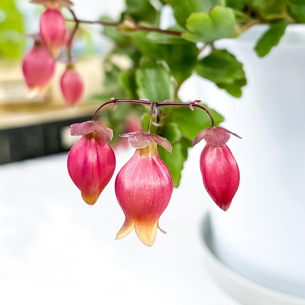 PLANCHU 多肉植物 カランコエ エンゼルランプ 5号吊り鉢 受け皿付き 育て方説明書付き Kalanchoe uniflora cv. 観葉植物