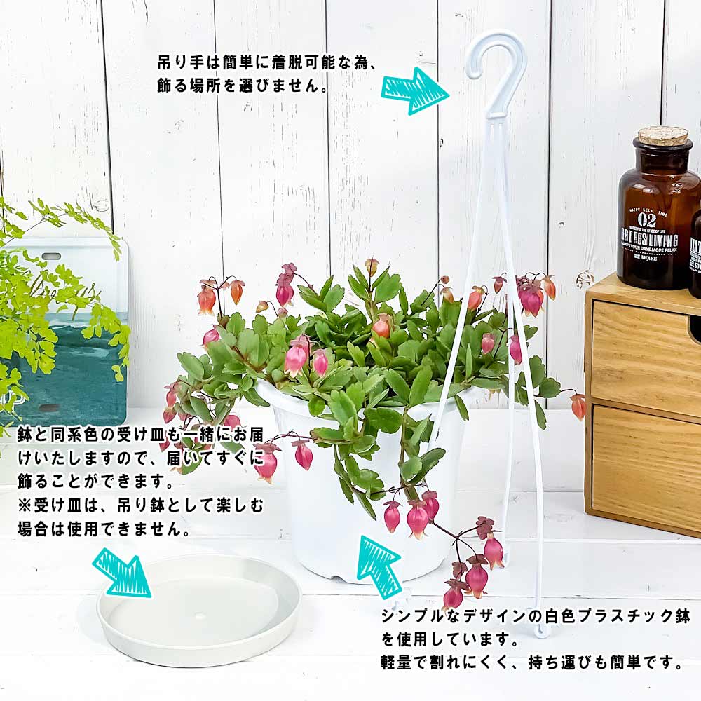 PLANCHU 多肉植物 カランコエ エンゼルランプ 5号吊り鉢 受け皿付き 育て方説明書付き Kalanchoe uniflora cv. 観葉植物