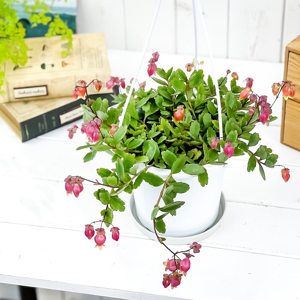 PLANCHU 多肉植物 カランコエ エンゼルランプ 5号吊り鉢 受け皿付き 育て方説明書付き Kalanchoe uniflora cv. 観葉植物