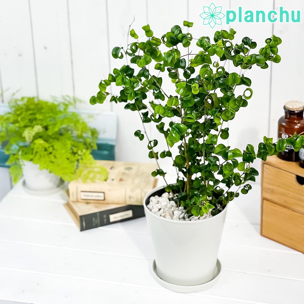 PLANCHU 観葉植物 フィカス ベンジャミン バロック 5号鉢 受け皿付き