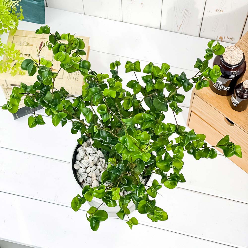 PLANCHU 観葉植物 フィカス ベンジャミン バロック 5号鉢 受け皿付き 育て方説明書付き PVP Ficus benjamina ‘Barok’ 幸運を呼ぶ木 ゴムノキ ゴムの木