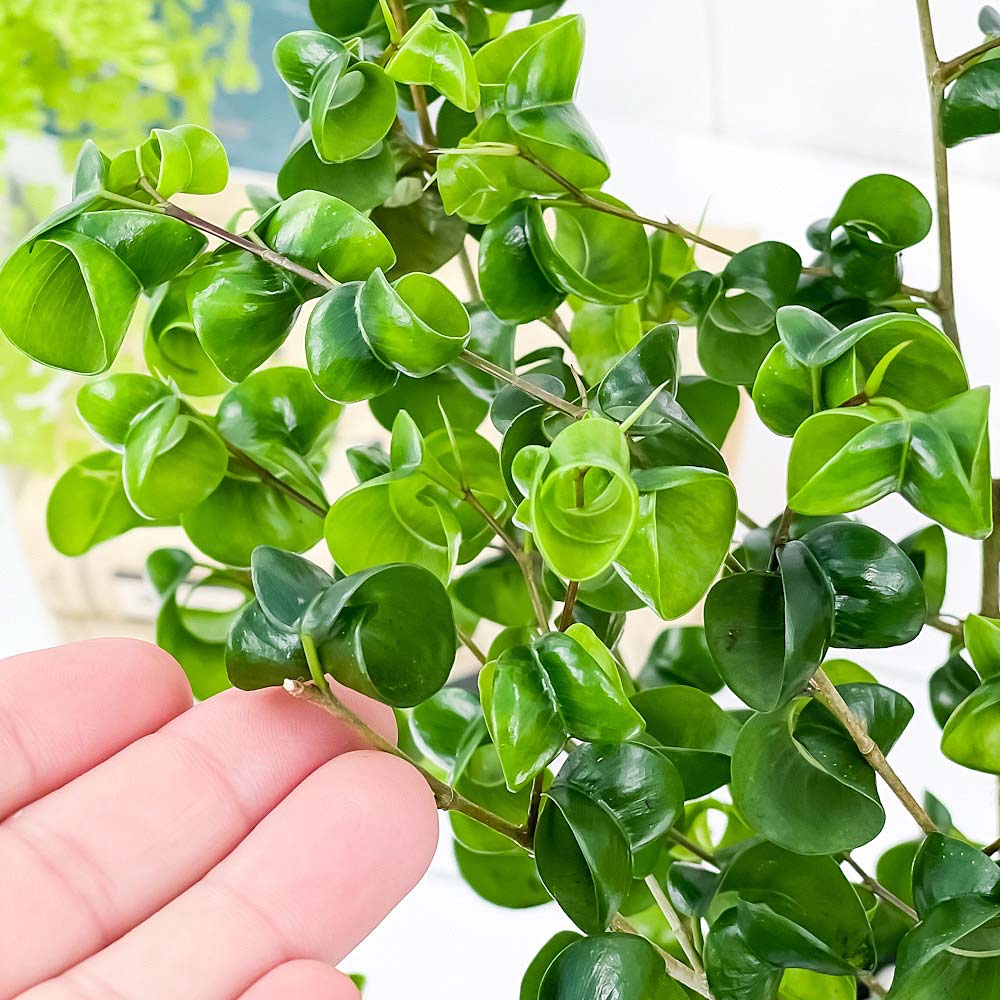 PLANCHU 観葉植物 フィカス ベンジャミン バロック 5号鉢 受け皿付き 育て方説明書付き PVP Ficus benjamina ‘Barok’ 幸運を呼ぶ木 ゴムノキ ゴムの木