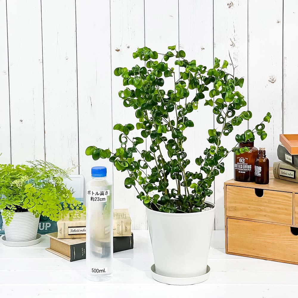 PLANCHU 観葉植物 フィカス ベンジャミン バロック 5号鉢 受け皿付き 育て方説明書付き PVP Ficus benjamina ‘Barok’ 幸運を呼ぶ木 ゴムノキ ゴムの木