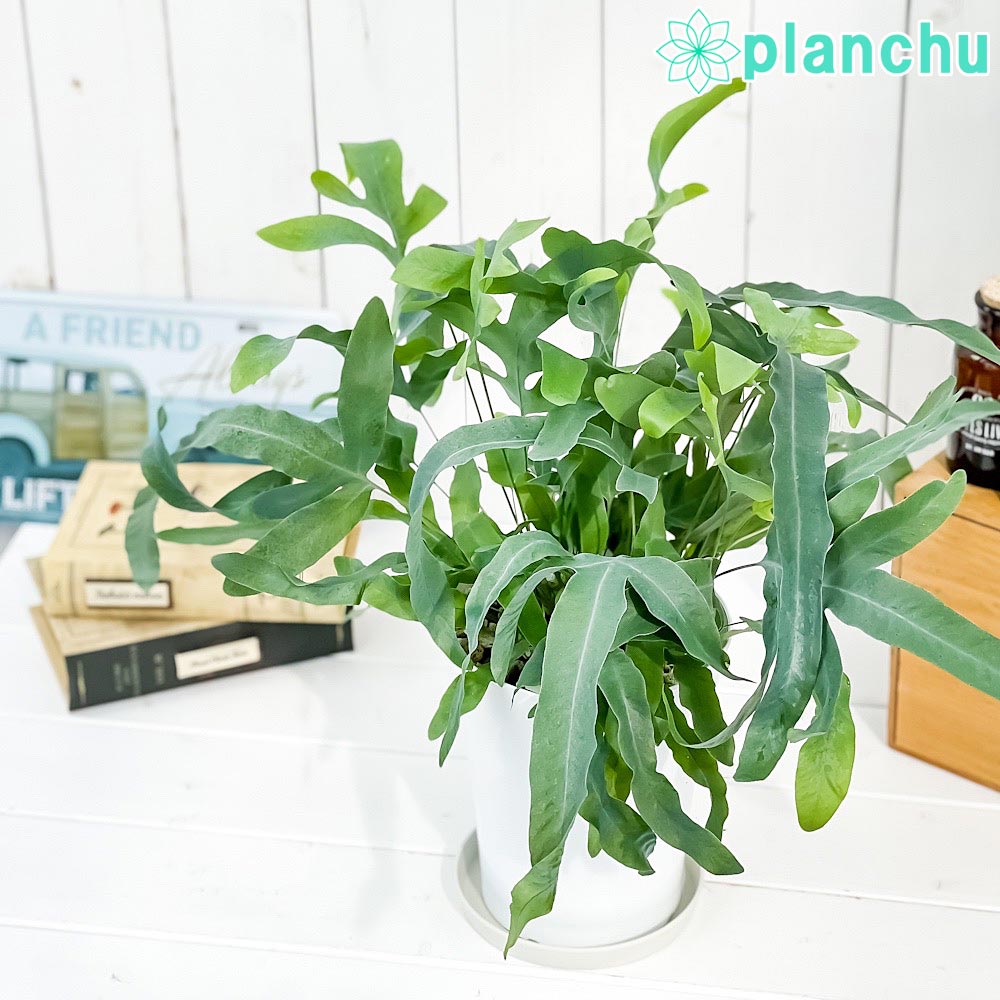 PLANCHU 観葉植物 フレボディウム ブルースター 5号鉢 受け皿付き 育て方説明書付き Phlebodium aureum ‘Mandaianum’ シダ植物