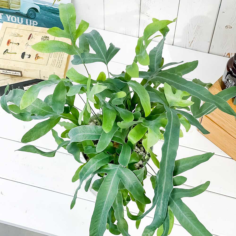 PLANCHU 観葉植物 フレボディウム ブルースター 5号鉢 受け皿付き 育て方説明書付き Phlebodium aureum ‘Mandaianum’ シダ植物