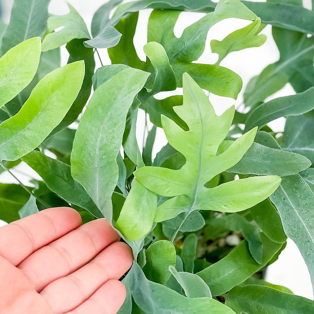 PLANCHU 観葉植物 フレボディウム ブルースター 5号鉢 受け皿付き 育て方説明書付き Phlebodium aureum ‘Mandaianum’ シダ植物