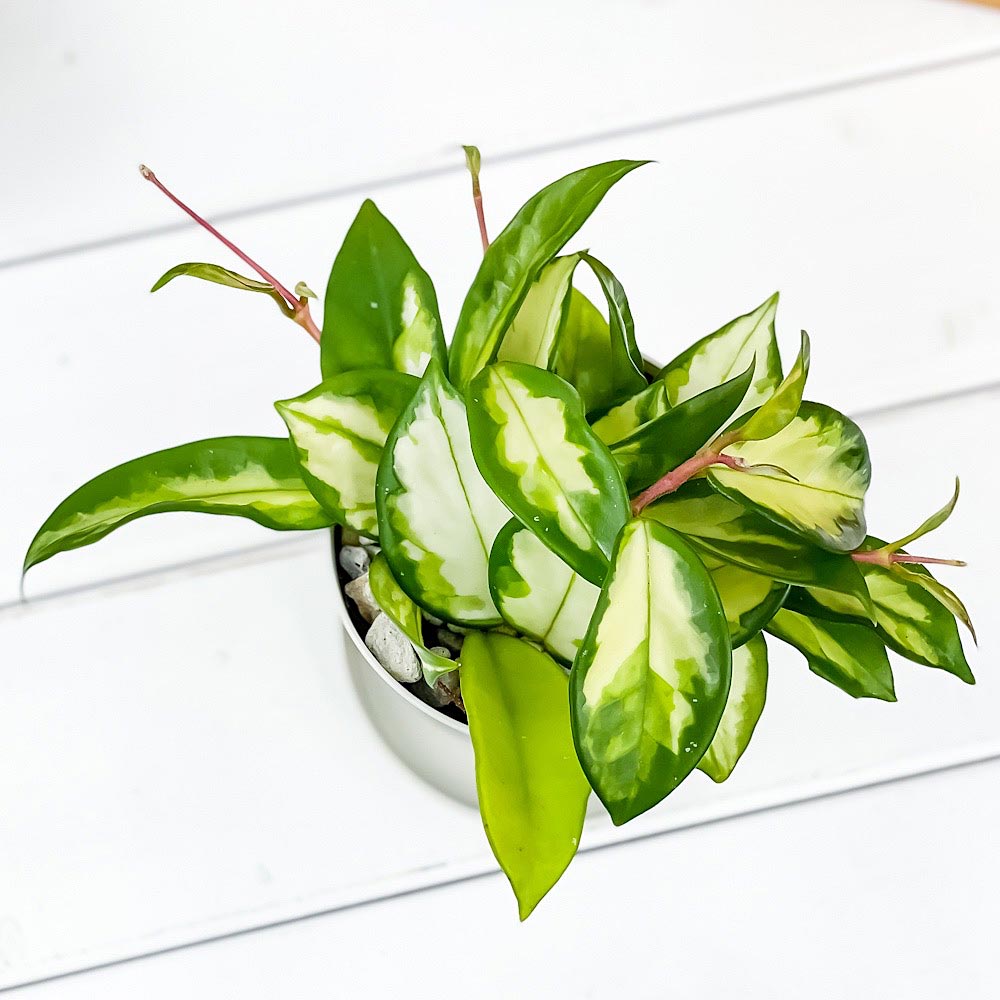 PLANCHU 観葉植物 ホヤ カルノーサ バリエガータ 中斑 3.5号鉢 受け皿付き 育て方説明書付き Hoya carnosa ‘Variegata’ サクララン 桜蘭