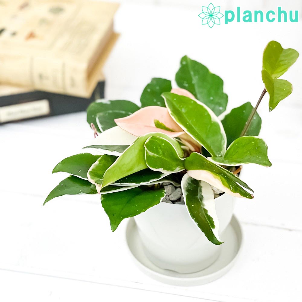 PLANCHU 観葉植物 ホヤ カルノーサ バリエガータ 3.5号鉢 受け皿付き