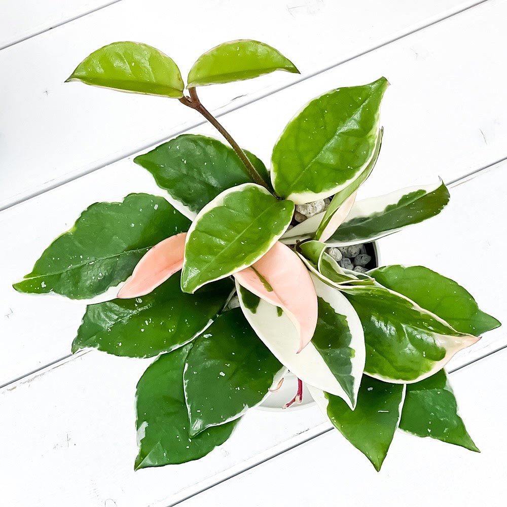 PLANCHU 観葉植物 ホヤ カルノーサ バリエガータ 3.5号鉢 受け皿付き 育て方説明書付き Hoya carnosa ‘Variegata’ サクララン 桜蘭