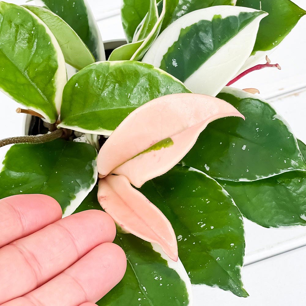 PLANCHU 観葉植物 ホヤ カルノーサ バリエガータ 3.5号鉢 受け皿付き 育て方説明書付き Hoya carnosa ‘Variegata’ サクララン 桜蘭