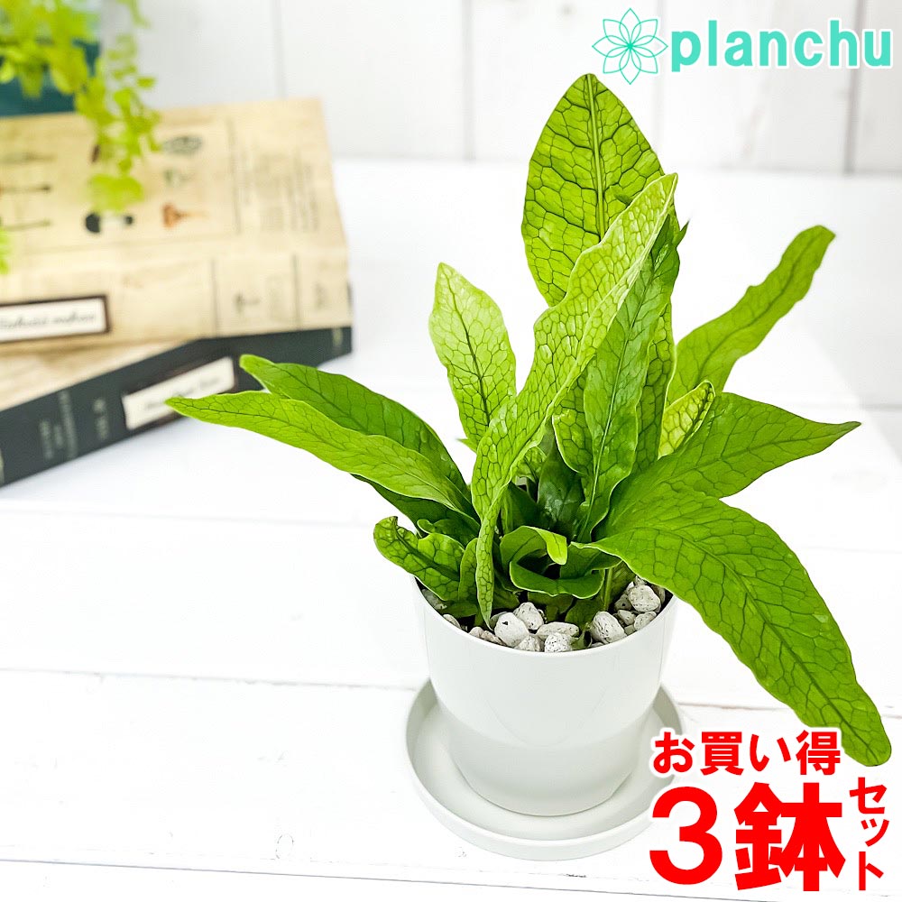 PLANCHU 観葉植物 ミクロソリウム クロコダイルファーン 3.5号鉢 3鉢セット 受け皿付き 育て方説明書付き Microsorum musifolium ‘Crocodyllus’ シダ