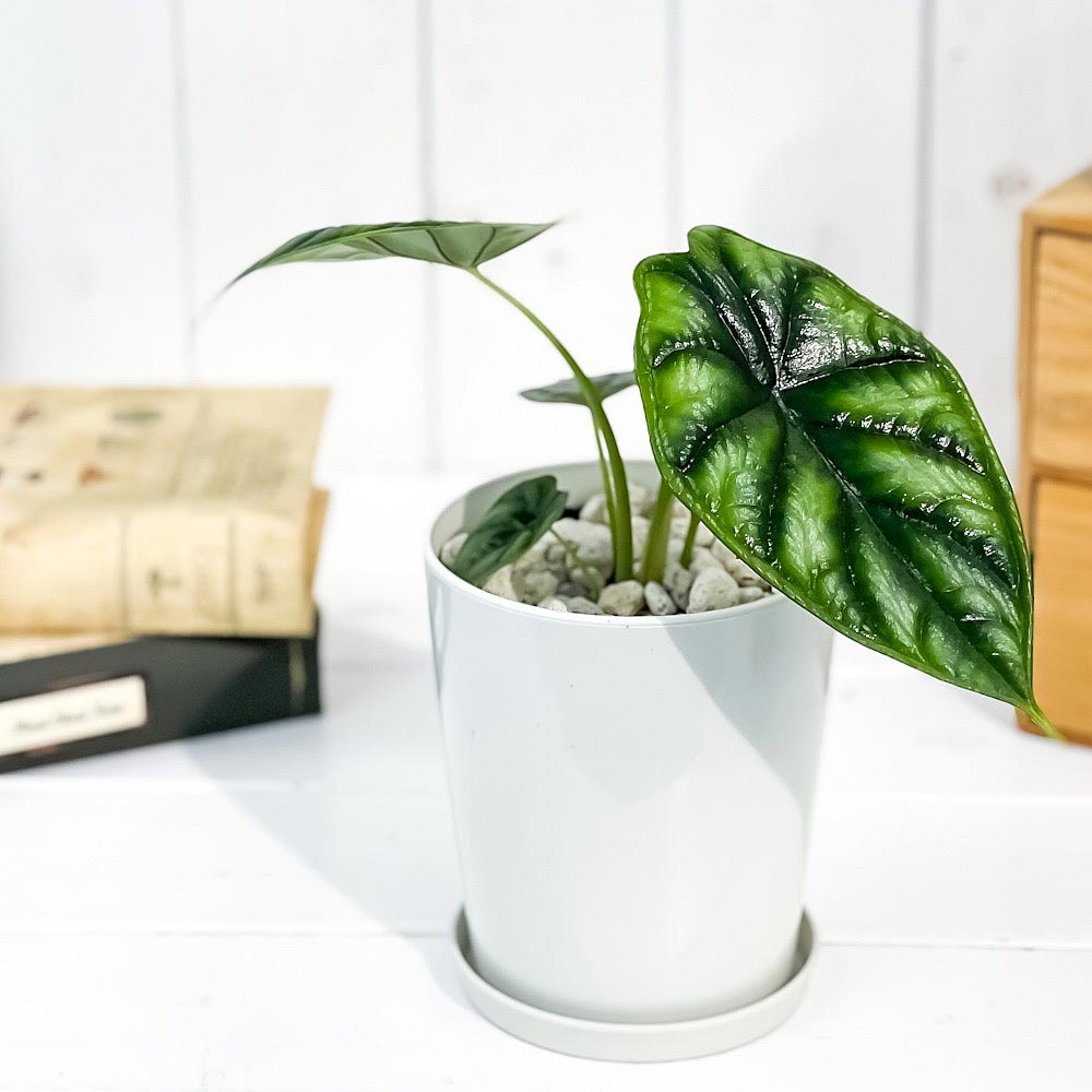 PLANCHU 観葉植物 アロカシア ドラゴンスケール 4号鉢 受け皿付き 育て方説明書付き Alocasia baginda ‘Dragon Scale’ アロイド