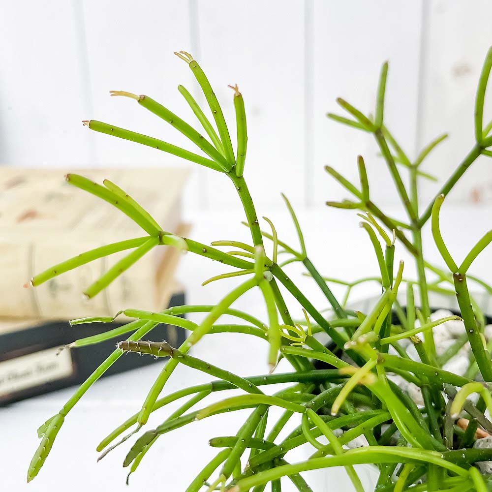 PLANCHU 観葉植物 リプサリス カスッサ 3.5号鉢 受け皿付き 育て方説明書付き Rhipsalis cassutha 森林性サボテン