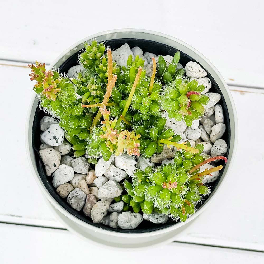 PLANCHU 観葉植物 リプサリス メセンブリアンテモイデス 3.5号鉢 受け皿付き 育て方説明書付き Rhipsalis mesembryanthemoides 森林性サボテン