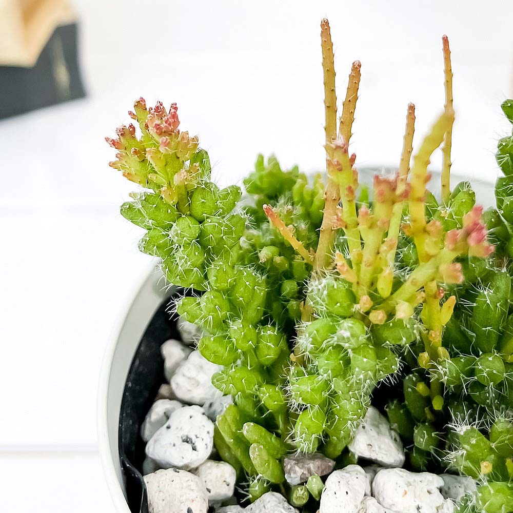 PLANCHU 観葉植物 リプサリス メセンブリアンテモイデス 3.5号鉢 受け皿付き 育て方説明書付き Rhipsalis mesembryanthemoides 森林性サボテン