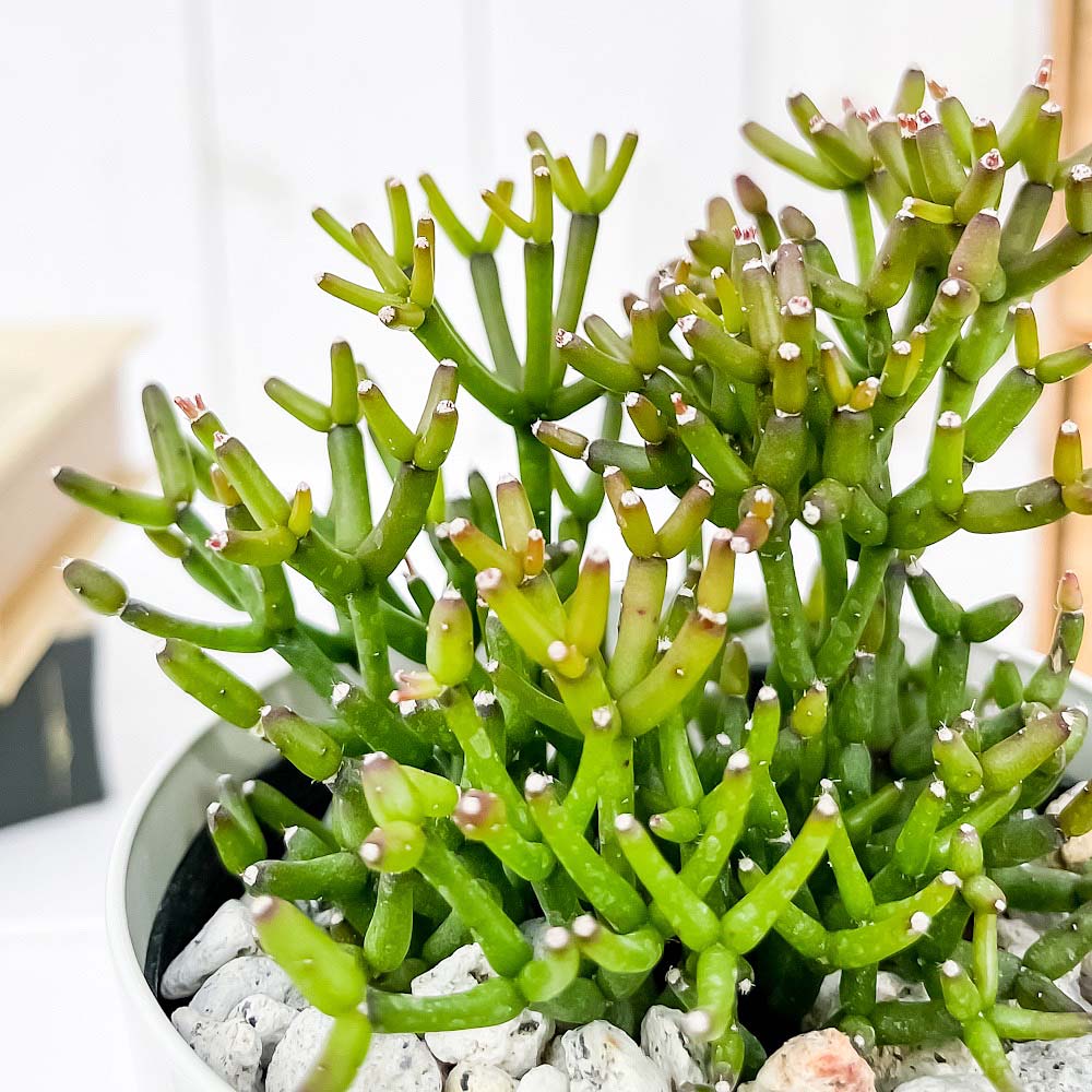 PLANCHU 観葉植物 ハティオラ バンブソイデス 3.5号鉢 受け皿付き 育て方説明書付き Hatiora salicornioides var. bambusoides 森林性サボテン
