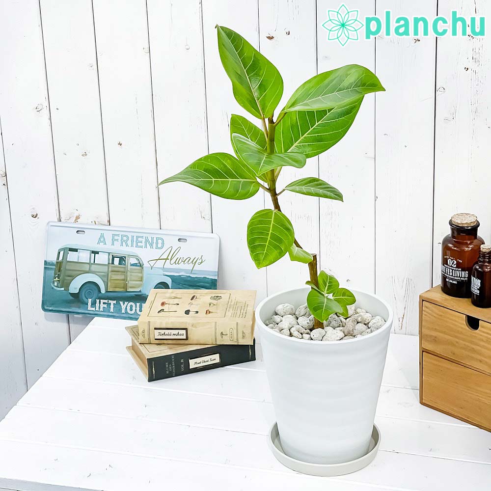 PLANCHU 観葉植物 フィカス アルテシマ 斑入り 6号鉢 受け皿付き 育て方説明書付き Ficus altissima ‘Variegata’ ゴムノキ